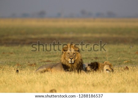 African lion (Panthera leo), male, Savuti, Chobe National Park, Botswana.