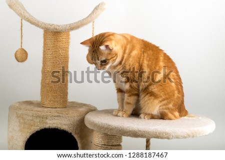 A Beautiful Domestic Orange Striped cat sitting and scratching in strange, weird, funny positions. Animal portrait against white background.