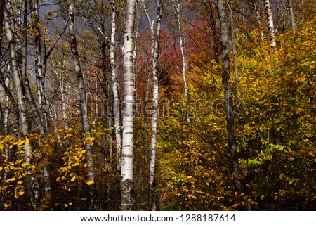 Birch trees and Fall foliage beside Kettle Pond at Spice mountain Groton State Forest Vermont