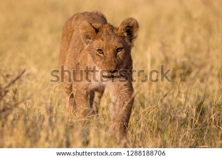 African Lion (Panthera leo), young, Savuti, Chobe National Park, Botswana.