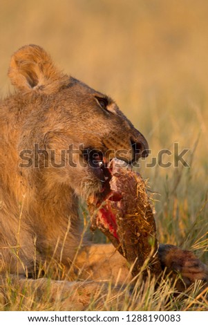 African Lion (Panthera leo), young eating a Cape Buffalo  (Syncerus caffer caffer) which was killed two nights before by the females of the pride . Savuti, Chobe National Park, Botswana.