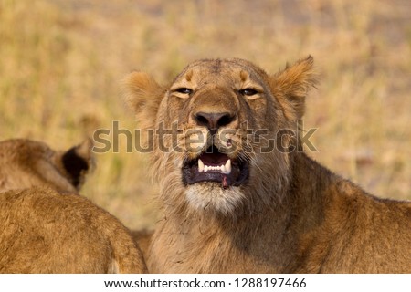 African Lion (Panthera leo), female . Savuti, Chobe National Park, Botswana.
