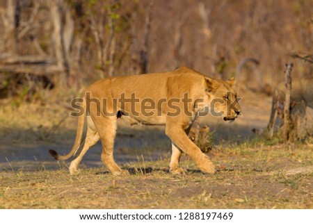 African Lion (Panthera leo), female . Savuti, Chobe National Park, Botswana.