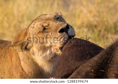African Lion (Panthera leo), female eating a Cape Buffalo carcass (Syncerus caffer caffer) which was killed two nights before by the females of the pride . Savuti, Chobe National Park, Botswana.