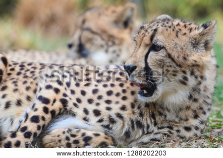 Cheetah couple rest