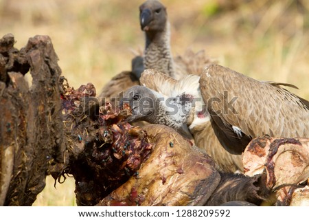Cape Vulture (Necrosyrtes monachus), eating the carcass of a Cape Buffalo (Syncerus caffer caffer). Savuti, Chobe National Park, Botswana.
