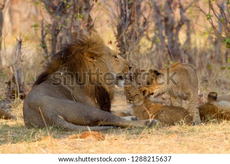 African lion (Panthera Leo), male, Savuti, Chobe National Park, Botswana.