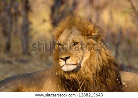 African lion (Panthera Leo), male, Savuti, Chobe National Park, Botswana.