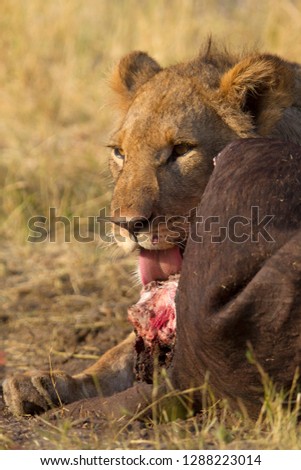 African Lion (Panthera Leo), female eating a Cape Buffalo carcass (Syncerus caffer caffer) which was killed two nights before by the females of the pride . Savuti, Chobe National Park, Botswana.