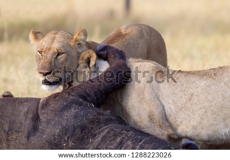 African Lion (Panthera Leo), female eating a Cape Buffalo carcass (Syncerus caffer caffer) which was killed two nights before by the females of the pride . Savuti, Chobe National Park, Botswana.