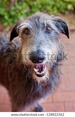 Close up portrait of a Scottish Deerhound.The Scottish Deerhound, or simply the Deerhound, is a breed of hound once bred to hunt the Red Deer by coursing. Royalty-Free Stock Photo #128822362
