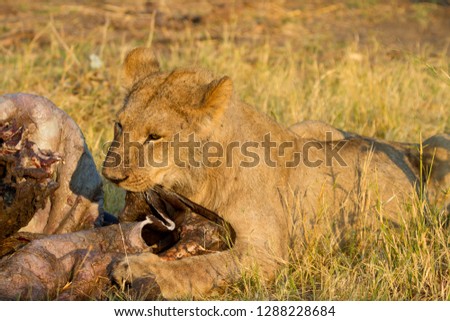 African Lion (Panthera Leo), young eating a Cape Buffalo carcass (Syncerus caffer caffer) which was killed two nights before by the females of the pride . Savuti, Chobe National Park, Botswana.
