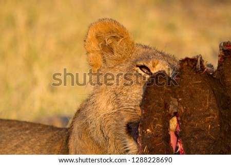African Lion (Panthera Leo), young eating a Cape Buffalo carcass (Syncerus caffer caffer) which was killed two nights before by the females of the pride . Savuti, Chobe National Park, Botswana.