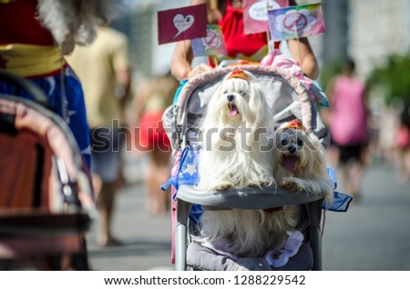 A pair of fluffy white dogs celebrating Carnival wearing superhero crowns arriving at the annual Blocao pet carnival in Rio de Janeiro, Brazil