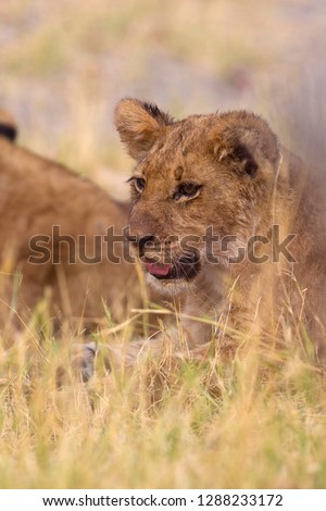 African lion (Panthera Leo), young, Savuti, Chobe National Park, Botswana.
