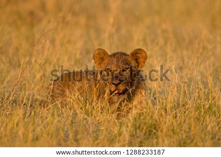 African lion (Panthera Leo), young, Savuti, Chobe National Park, Botswana.
