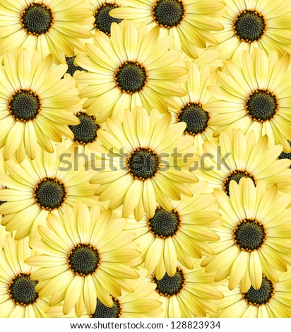Close-up yellow daisy flowers on  background