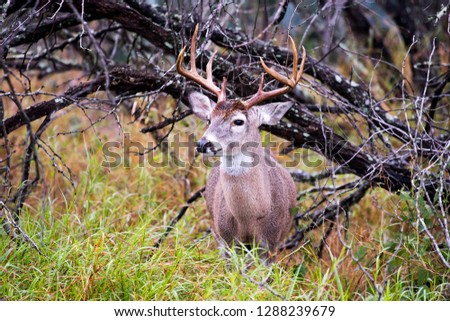 Mule Tail Stag at Choke Canyon State Park in Texas