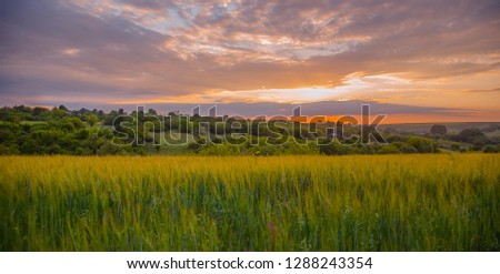 Colorful sunset over wheat field with lens flare. Summer sunset.