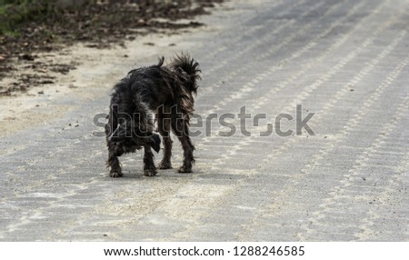 A scruffy stray dog on a paved street scratching its front leg.