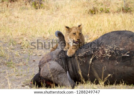African Lion (Panthera leo), young eating a Cape Buffalo  (Syncerus caffer caffer) which was killed two nights before by the females of the pride . Savuti, Chobe National Park, Botswana.