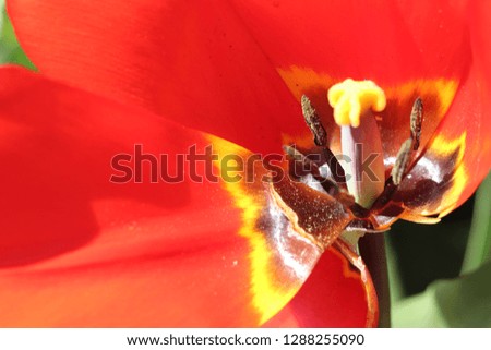 Colorful Flower Closeup