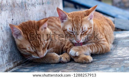 Cats on Loutro, Crete, Greece