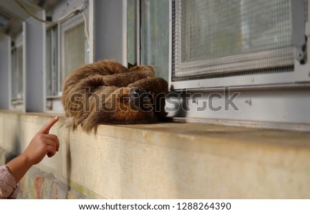 Sloth sleeping in a window sill, somebody trying to wake him up