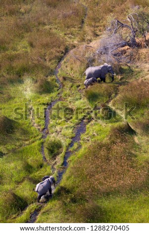 African Elephants (Loxodonta africana), in the freshwater marsh, aerial view, Okavango Delta, Botswana. The Okavango Delta is home to a rich array of wildlife .  Royalty-Free Stock Photo #1288270405