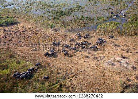 African Elephants (Loxodonta africana), in the freshwater marsh, aerial view, Okavango Delta, Botswana. The Okavango Delta is home to a rich array of wildlife . 