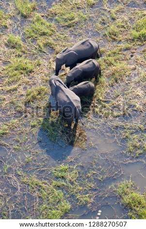 African Elephants (Loxodonta africana), in the freshwater marsh, aerial view, Okavango Delta, Botswana. The Okavango Delta is home to a rich array of wildlife . 