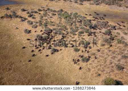 African Elephants (Loxodonta africana), in the freshwater marsh, aerial view, Okavango Delta, Botswana. The Okavango Delta is home to a rich array of wildlife.