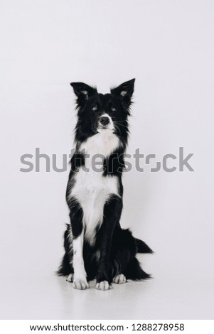 Young border collie dog sits and looks straight. Studio portrait isolated on white background.