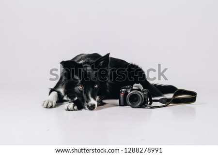 Young border collie dog lies down with camera and looks straight. Studio portrait isolated on white background. Animal photography. Dog with a camera. Pet.