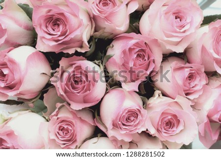 Beautiful retro soft pink rose flower background. Image shot from top view.