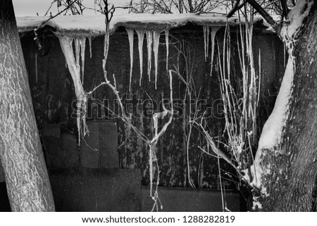 Icicles on the background of the old barn.