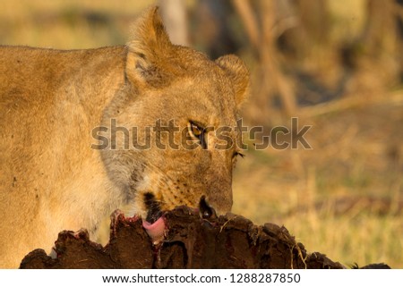 African Lion (Panthera Leo), female, eating a Cape Buffalo carcass (Syncerus caffer caffer) which was killed two nights before by the females of the pride . Savuti, Chobe National Park, Botswana.