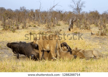 Group of  Lions (Panthera Leo), eating a Cape Buffalo carcass (Syncerus caffer caffer) which was killed two nights before by the females of the pride . Savuti, Chobe National Park, Botswana.