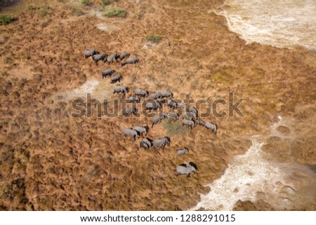 African Elephant (Loxodonta africana), aerial view, Okavango Delta, Botswana.
The Okavango Delta is home to a rich array of wildlife . 