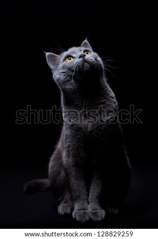 cute cat looking up sitting isolated on a black background lit from above