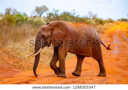 elephant in tsavo east safari
