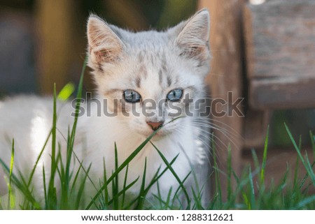 Small white and gray kitten with blue eyes playing around