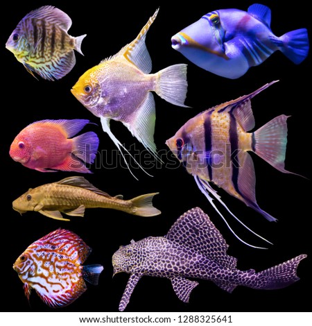 Eight  aquarium fish. Isolated photo on black background. Website about nature , aquarium fish, life in the ocean .
