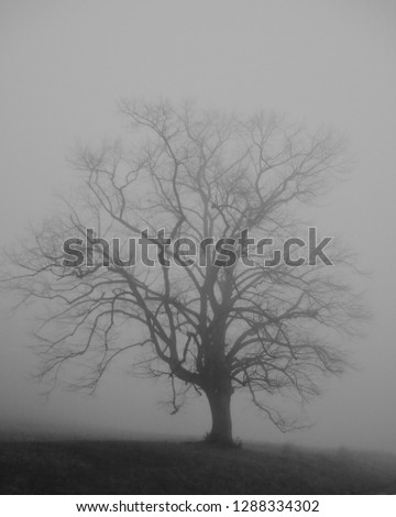 Lonely tree in the mist. Winter misty morning. 