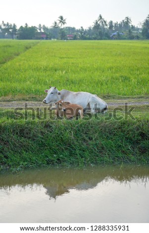 a cow with a cattle  in the paddy field