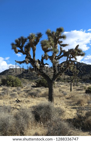 Joshua Tree National Park is located in California, about an hour drive from Los Angeles. Its desert environment offers endless sprawls of dunes, mountains, sideways trees and starry night skies. 