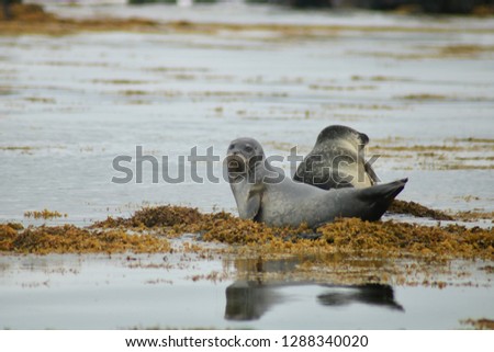 ICELAND seal sea ocean beach  sea lion walrus