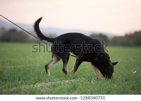 Black dog German Shepherd smelling and searching trace 