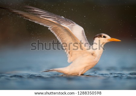 A Royal Tern flaps its wings as it bathes in the shallow water in the last light of the day.