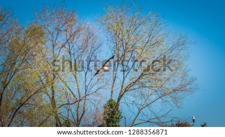 A white storks, known as Ciconia ciconia, flying in the sky among tall trees, in Spring, in Madrid, Spain, Europe. The stork has white plumage with black on its wings and red legs and long beaks.